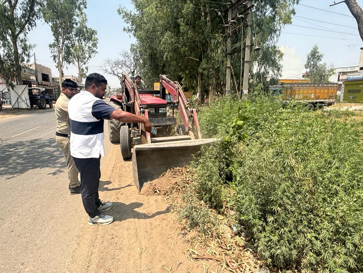 Police department will destroy wild hemp plants