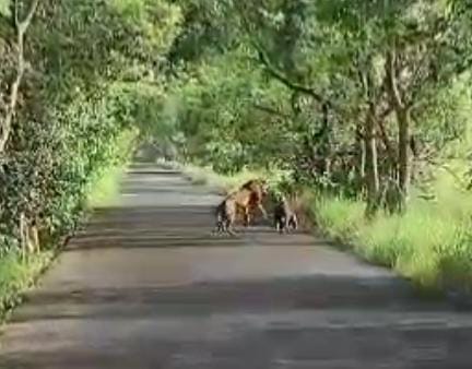 Conflict between two tigers on Khatima road, one injured