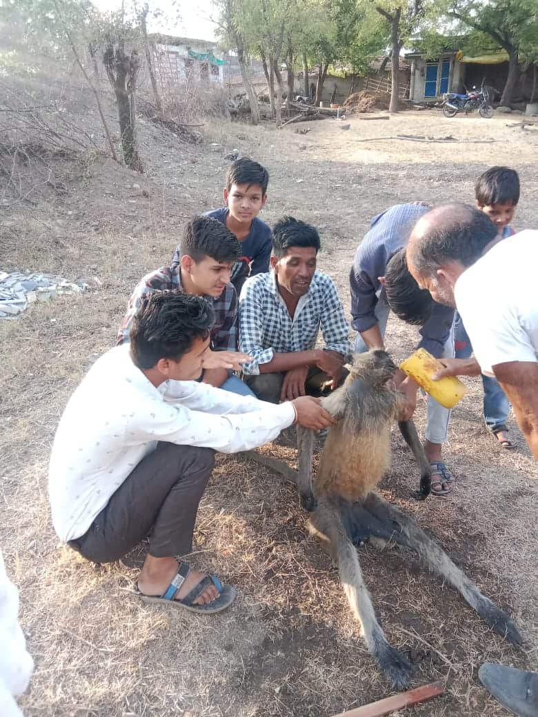 बीमार बंदर को पानी पिलाते हुए बच्चे वा युवा