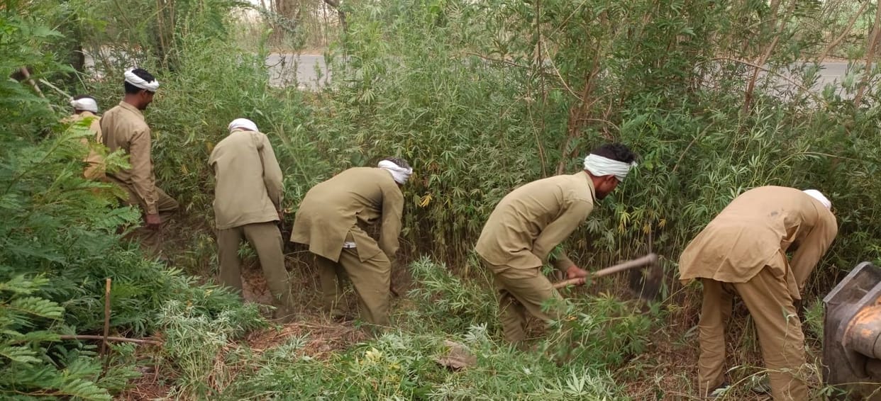 Narcotics Control Unit Bhiwani destroyed the wild hemp plants growing within the limits of the Forest Department.