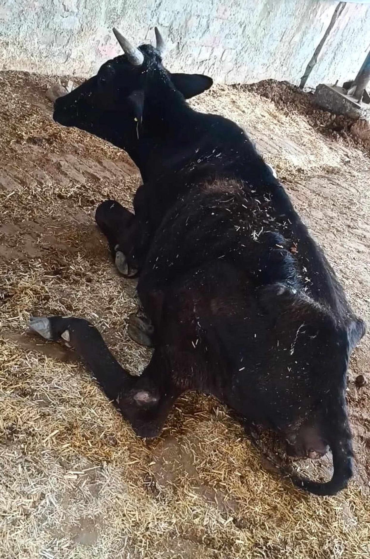 Villagers allege that cows are dying without fodder and water in the cowshed of village Bhoda Hoshanak, the head of the cowshed said - the allegations are false.