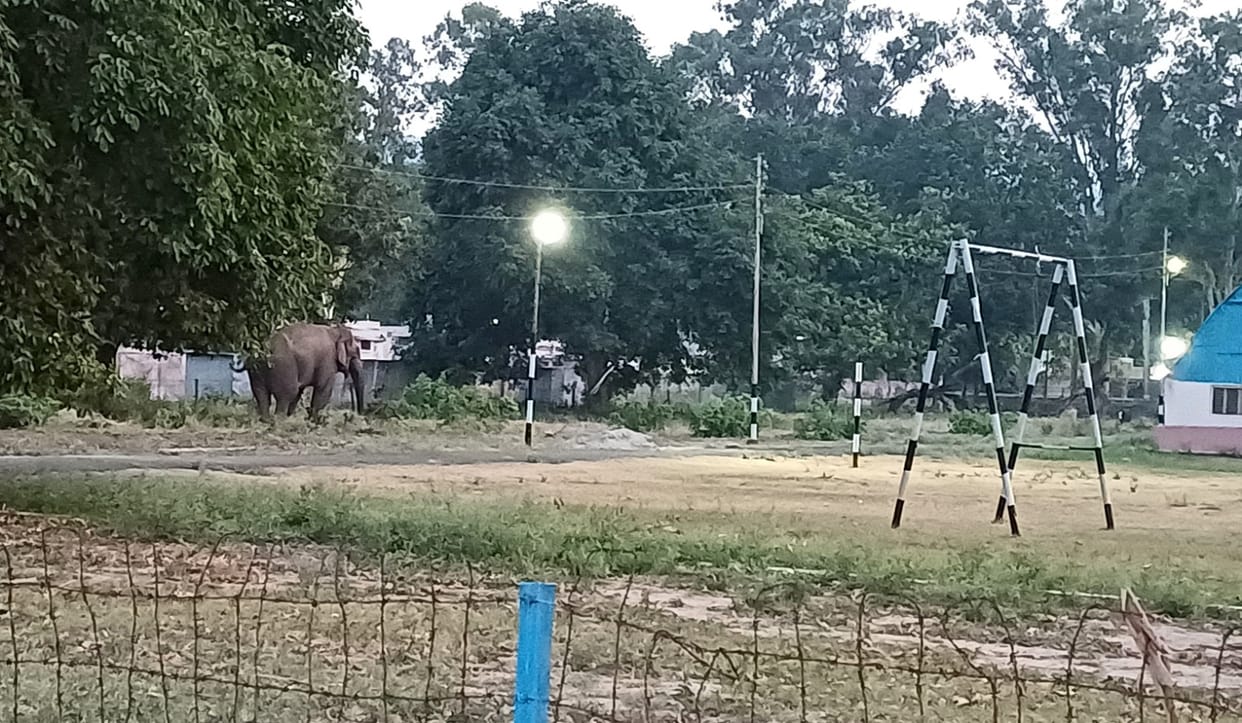 Elephant entered the entertainment club premises and broke the wall