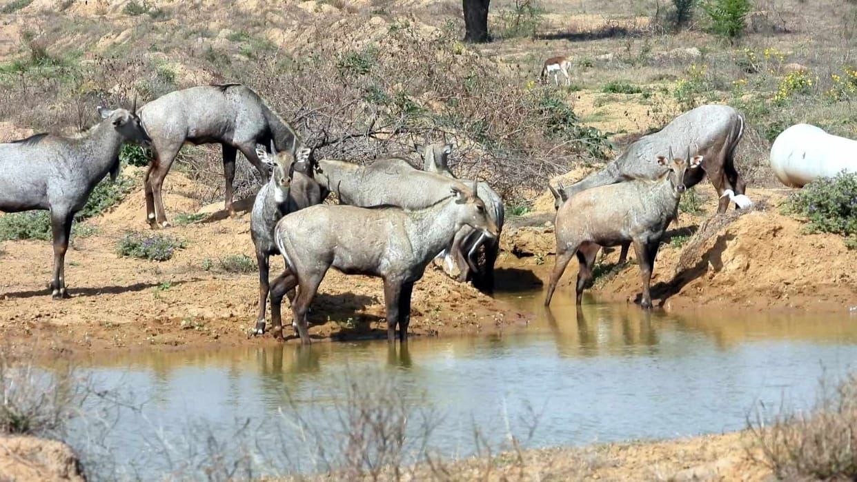 Fatehabad's hottest day in 27 years, mercury reached 49.1 degrees