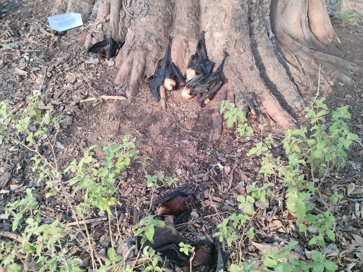 Bats died due to heat wave in Damoh, forest staff reached the spot.