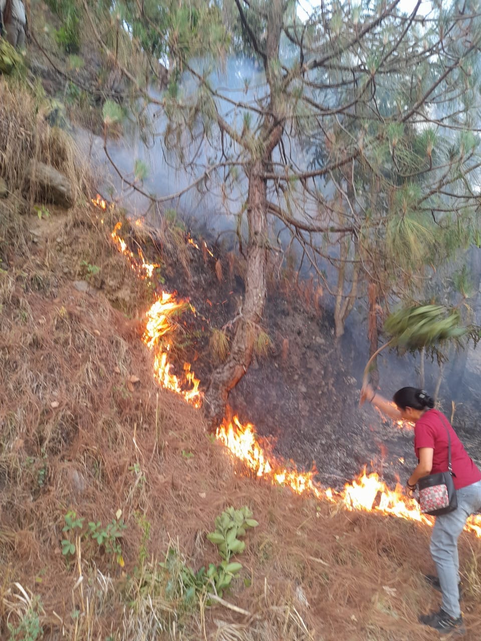 Fire breaks out in Kainchi forest, panic in surrounding villages
