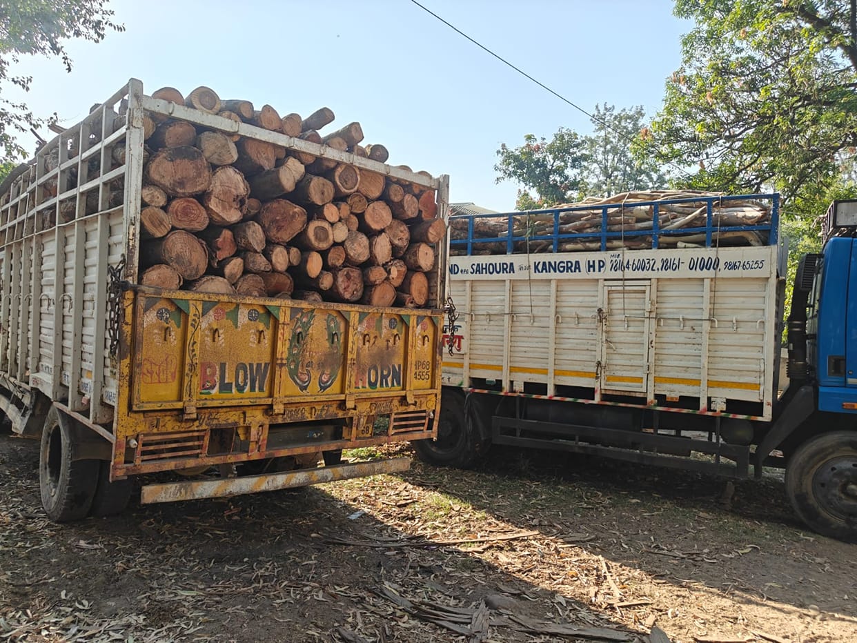 Two canters seized with 12 tons of wood, accused absconding