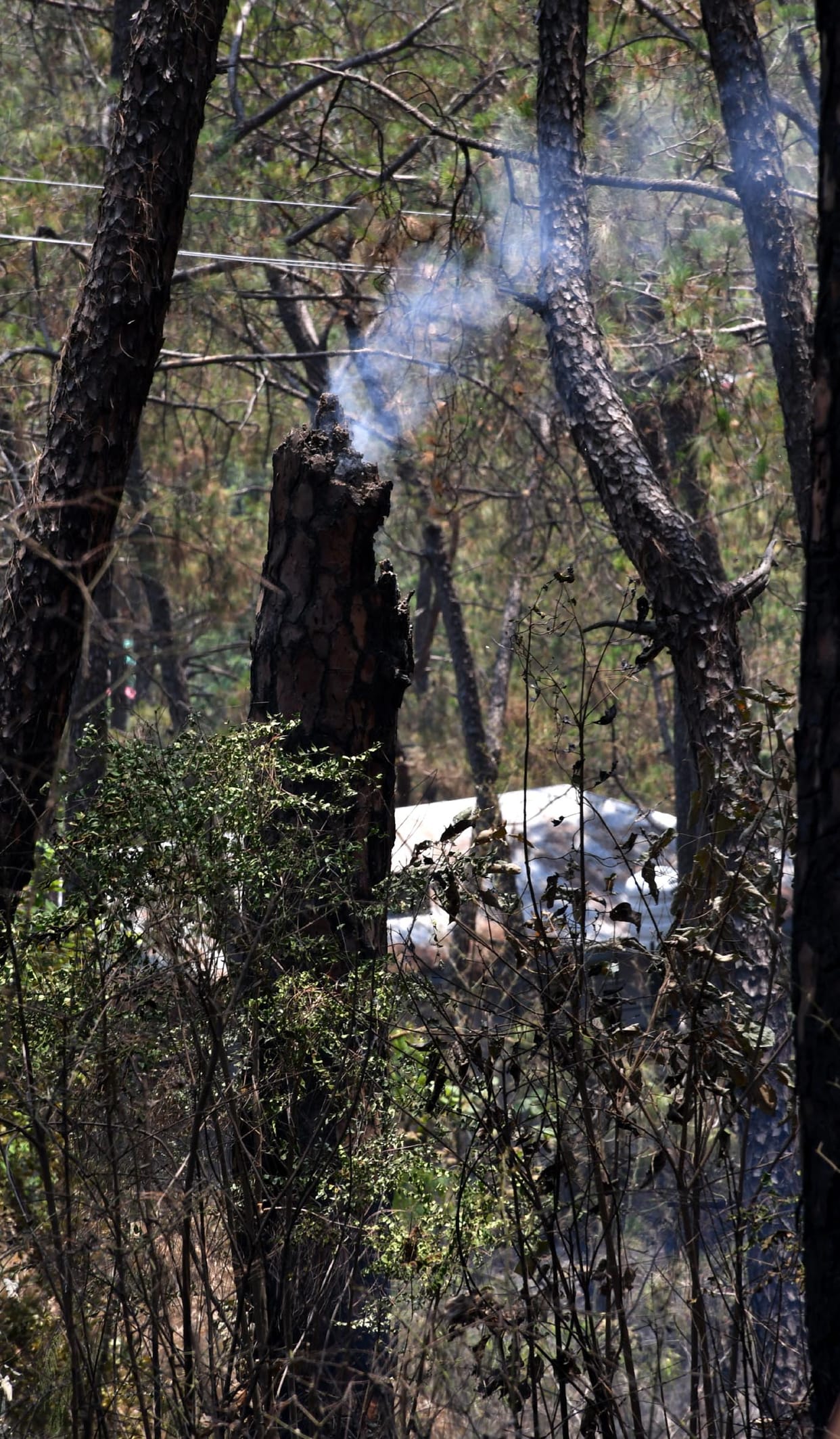 Forests are burning, smoke is everywhere