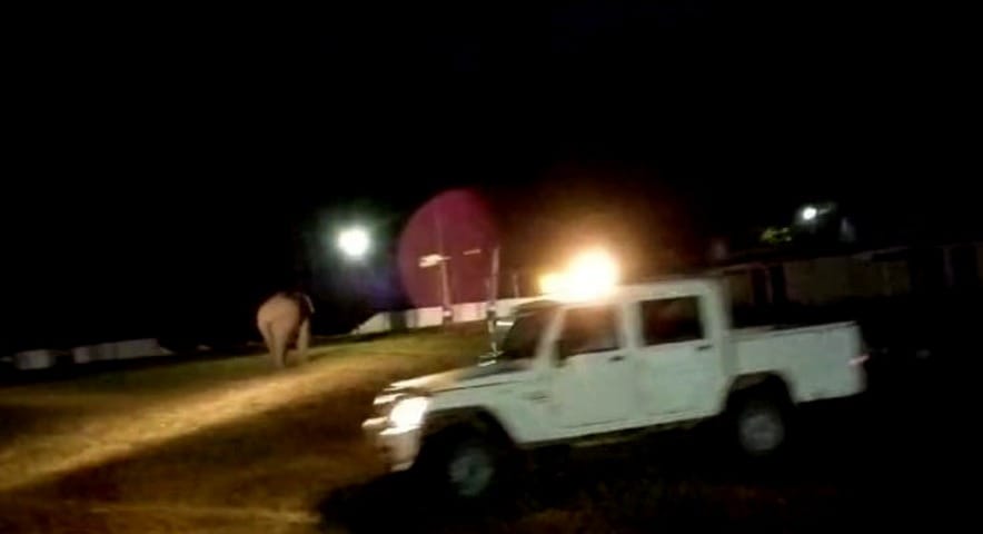 Elephant crazy about mango, keeps knocking in Hydel Colony