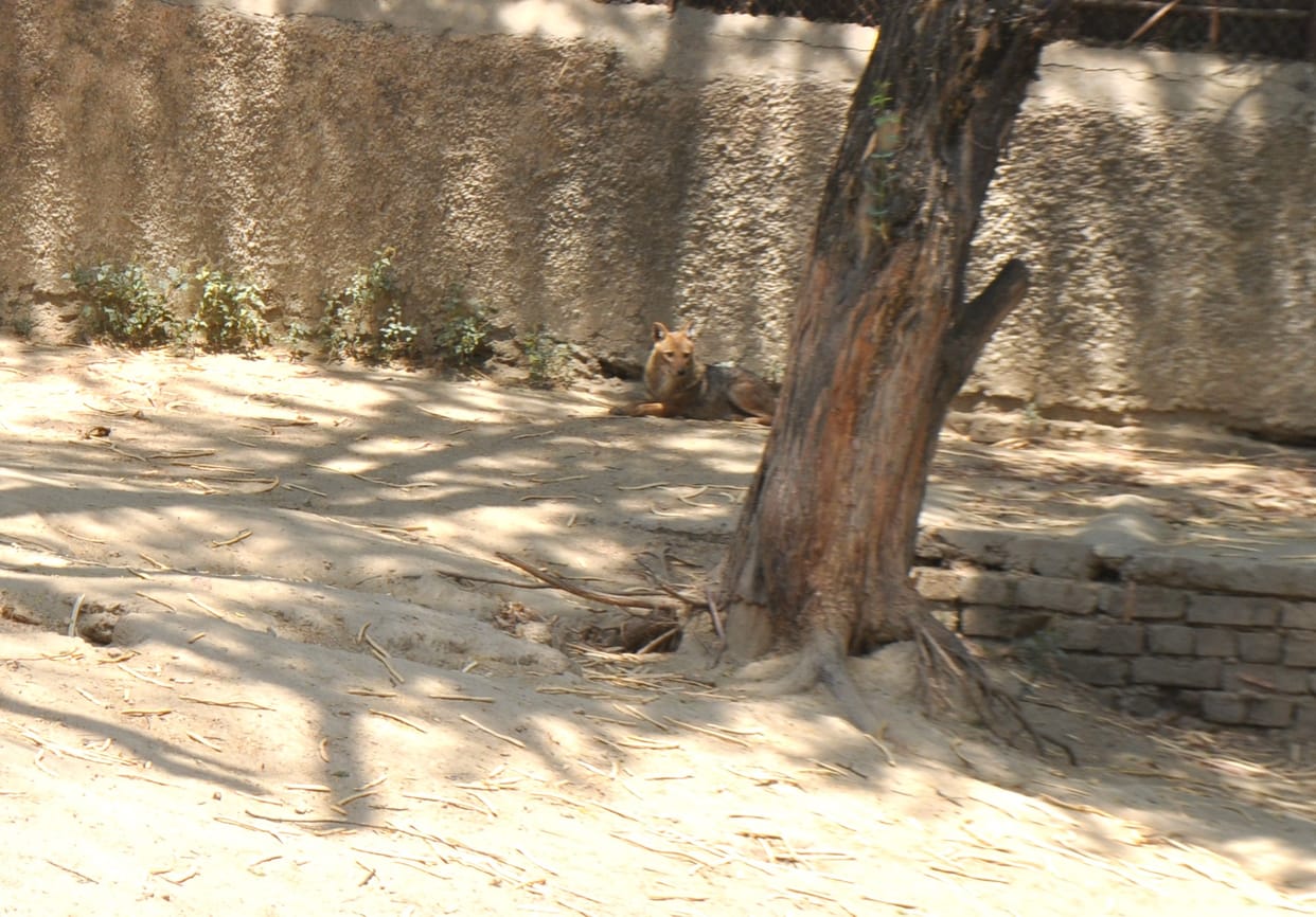 The department installed coolers to protect the animals of the mini zoo from the heat.