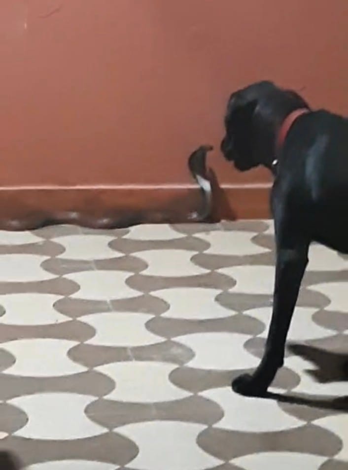 Snake entered the house, Sherry's loyalty saved the family, Nahan, Sirmaur