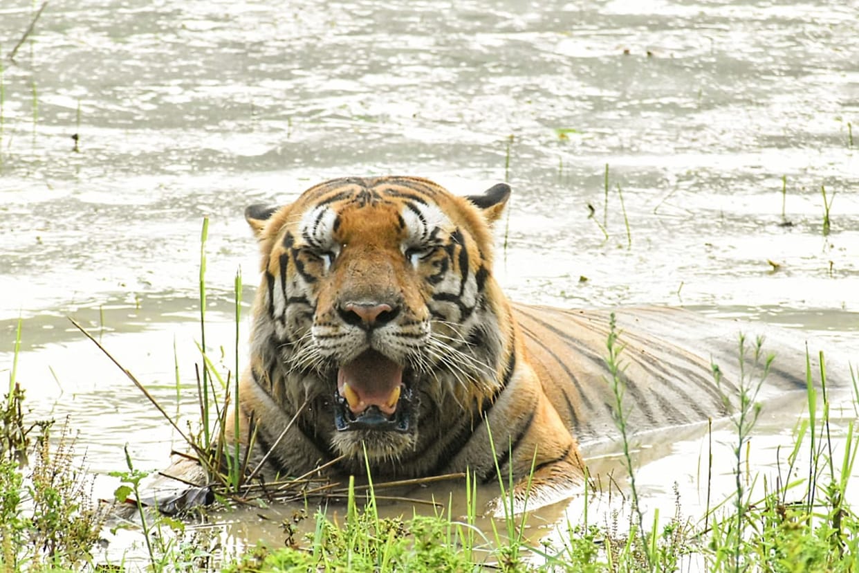 Tiger census may take place in October-November