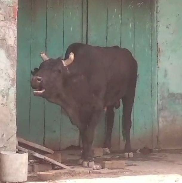 The bull created a lot of uproar
