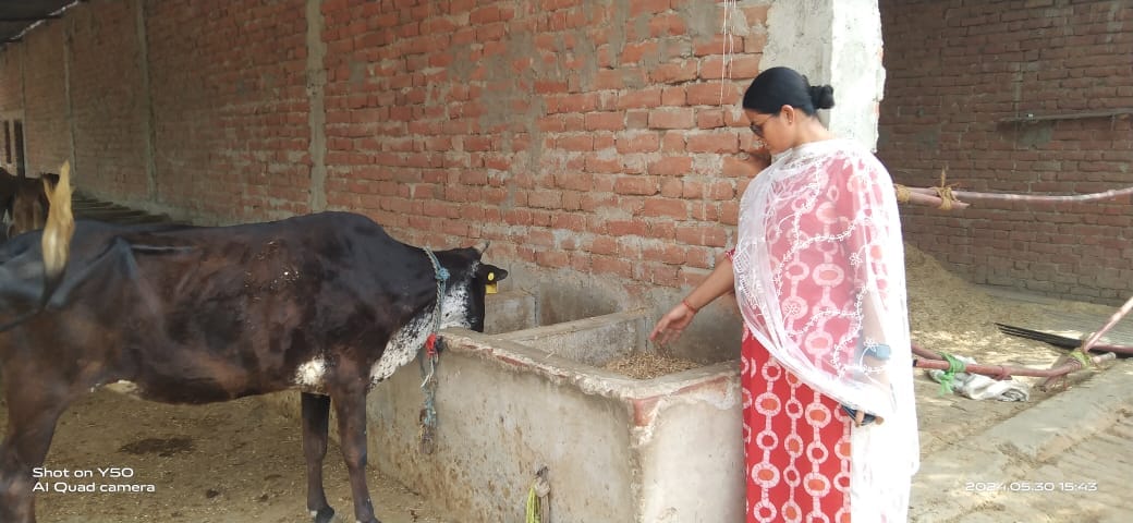 There should be arrangements for water and shade in the cowshed.
