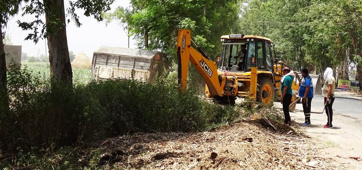 Cannabis plants standing on the roadside were destroyed