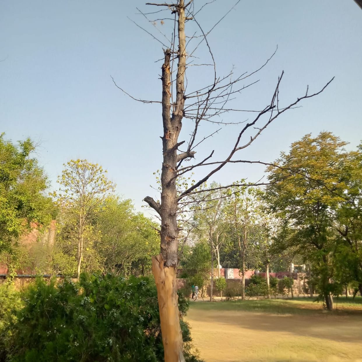 Plants of Herbal Park are not getting water, cleaning is also not being done