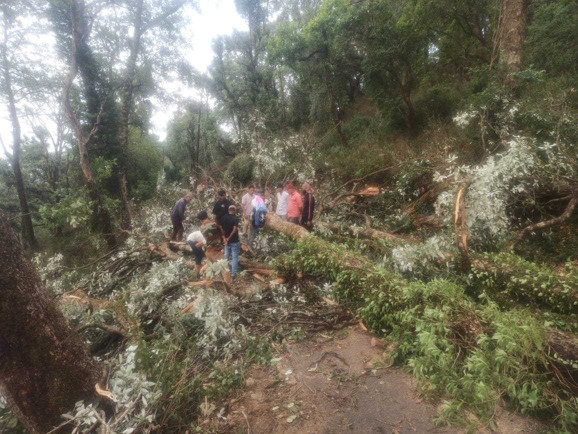 Tree fell on Manch-Tamli road