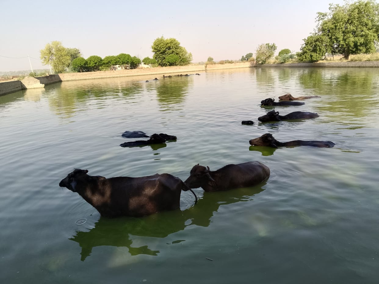 Effect of heat on 3,37,809 milch animals in the district, milk production also reduced.