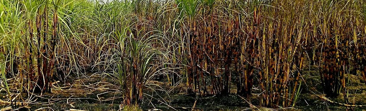 Two acres of sugarcane crop burnt due to short circuit in electrical wires in Dahman