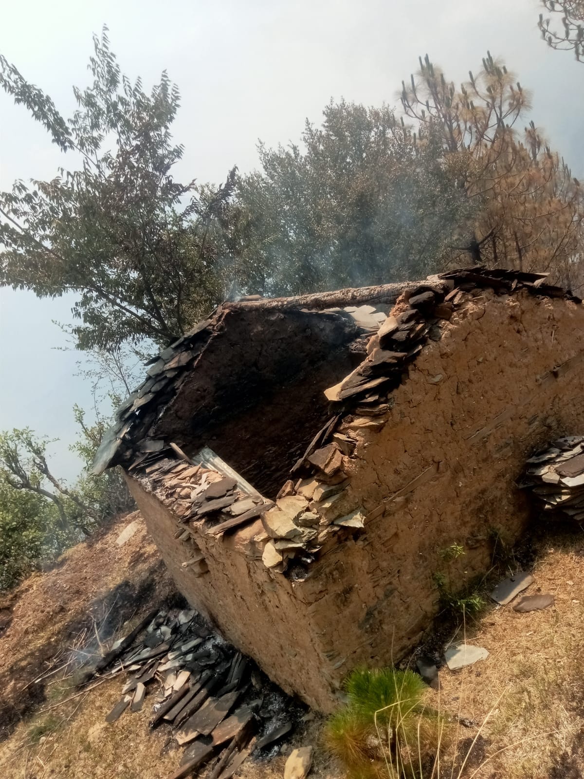 Cowshed burnt due to forest fire in Panjyanu Sarhi, cattle saved