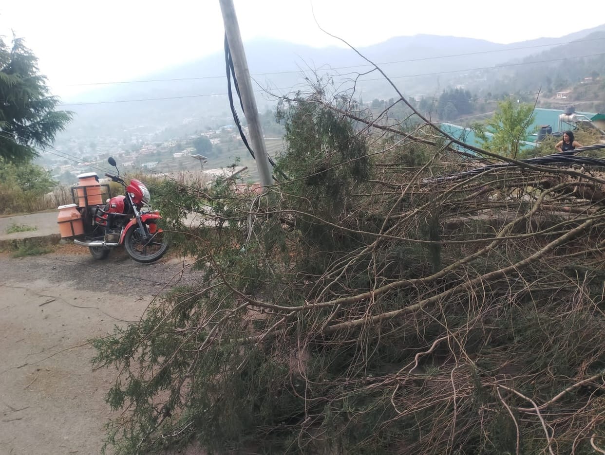Trees fell due to storm, buildings damaged, traffic halted