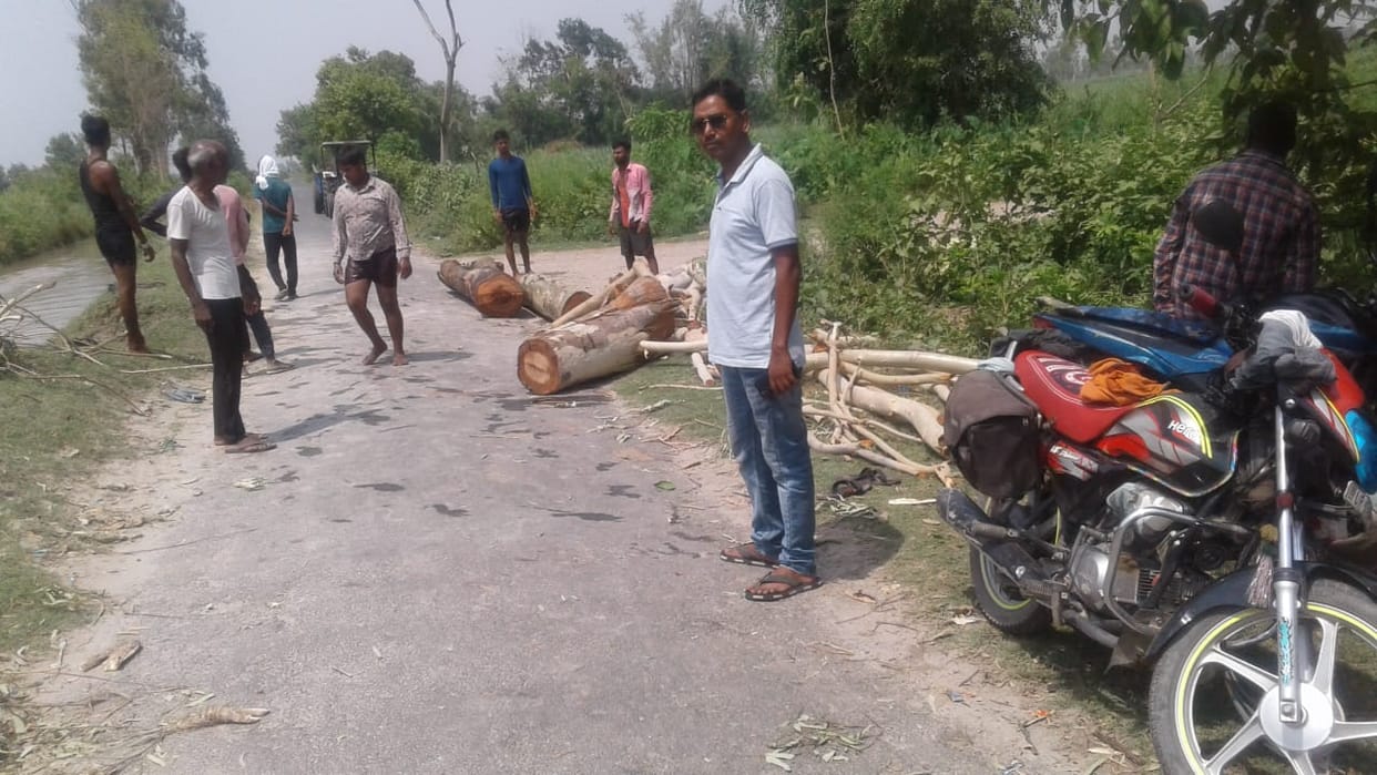 Seven eucalyptus trees cut without permission