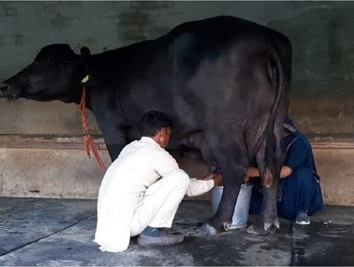 दूध निकालते पशुपालक।