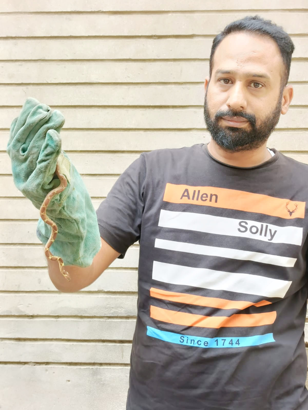 A snake with 50 teeth found in a house under construction, the team rescued it