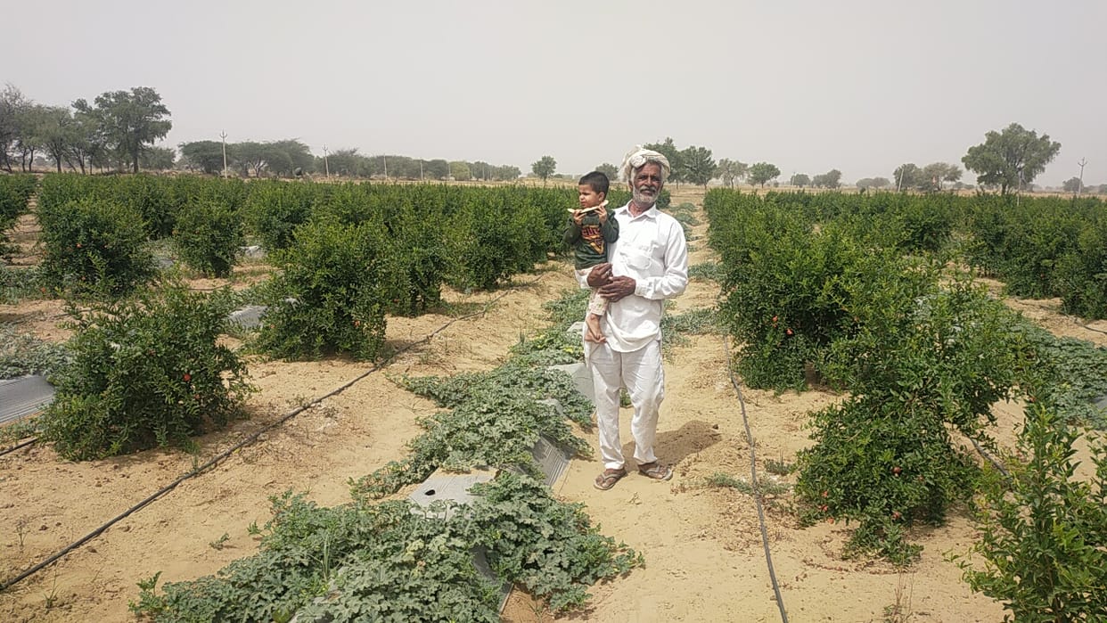 Farmer Mohar Singh is earning lakhs by planting pomegranate orchard and vegetables in sandy land