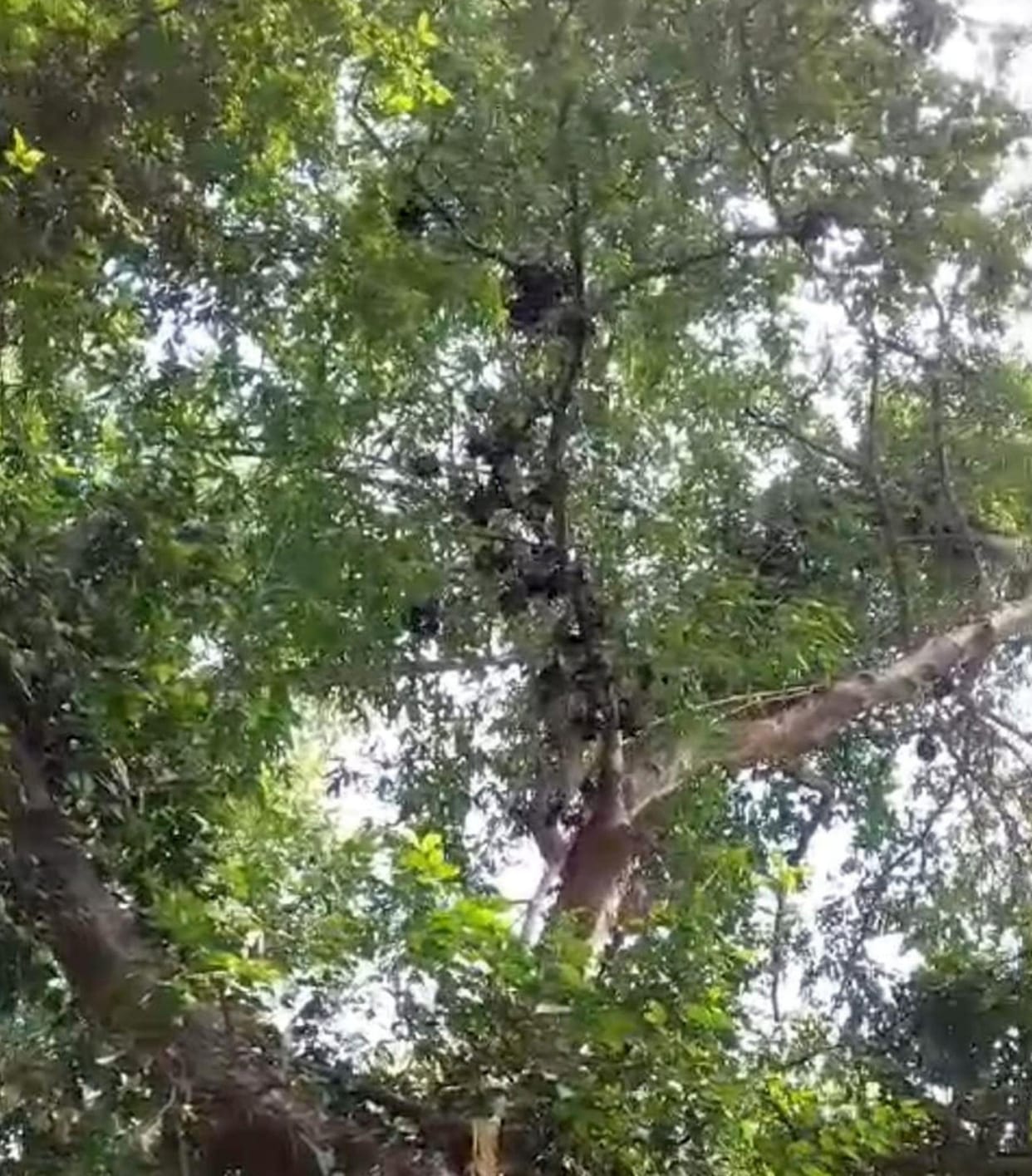 Bad smell spread due to death of bats