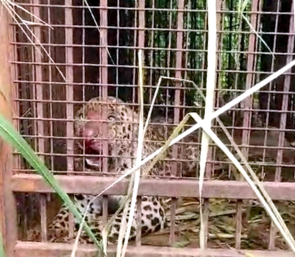 Guldar captured in cage in Bakar Nangla village