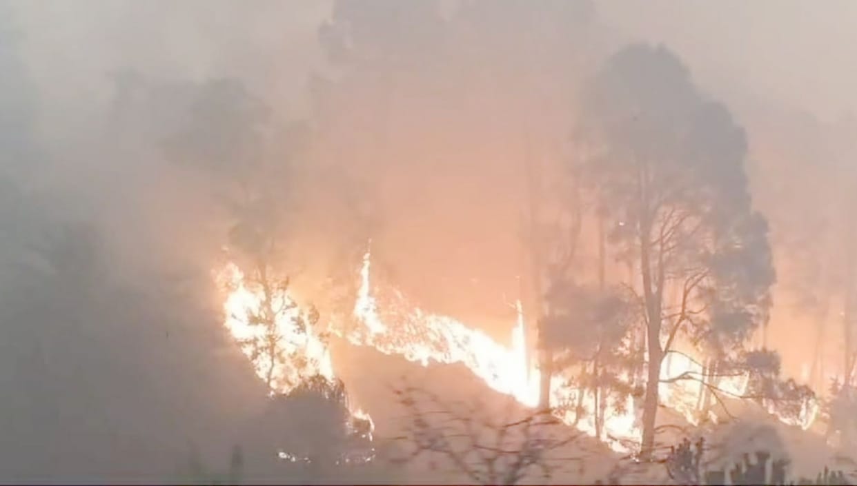 Pine trees burnt to ashes near Kakira Nag temple