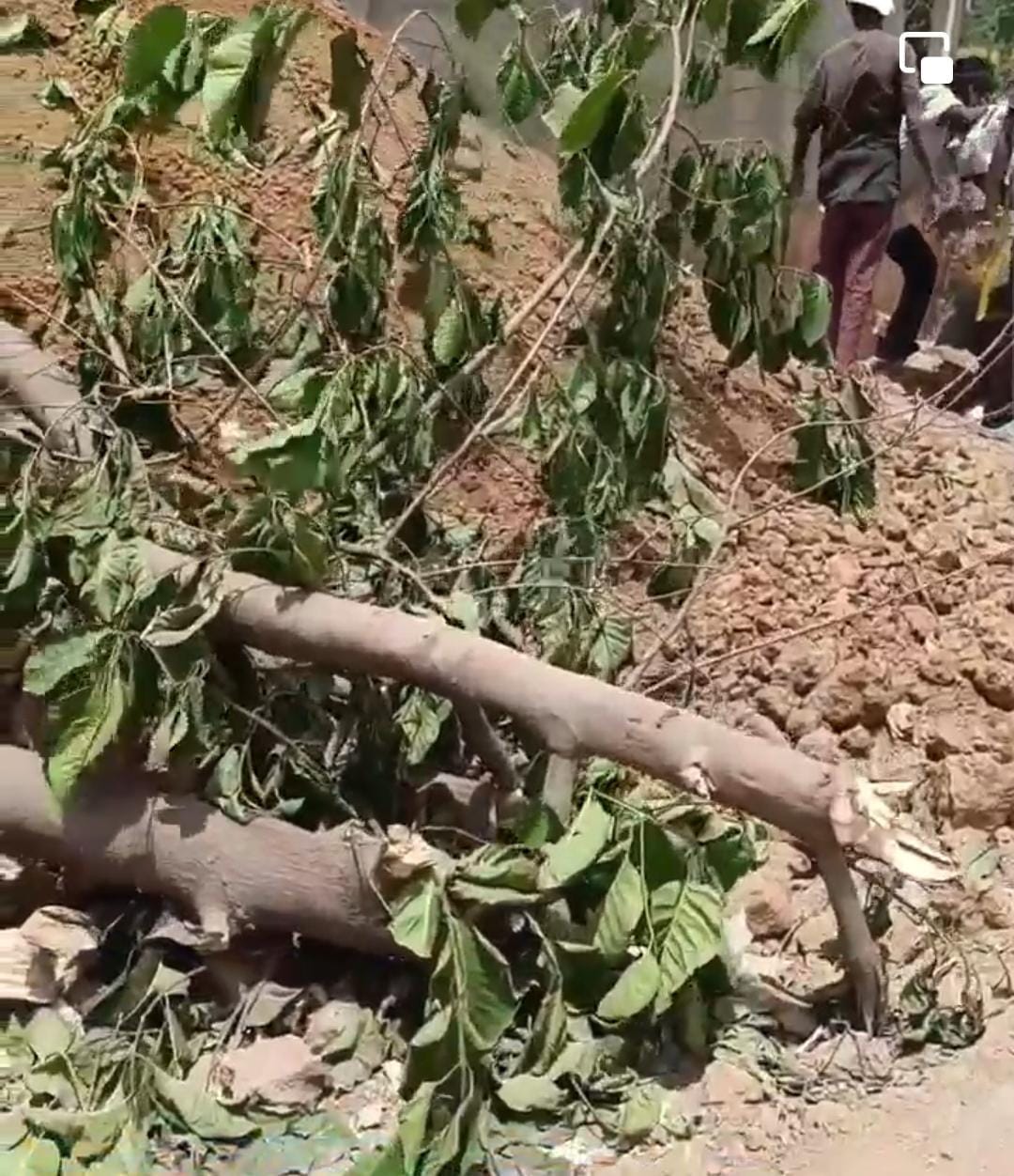 FIR lodged for cutting tree of Urban Development Authority Horticulture Department without permission