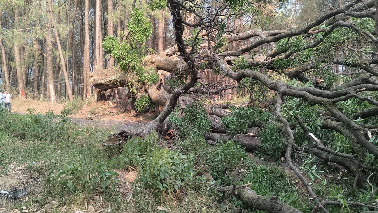 Former soldier dies after being hit by a fallen tree