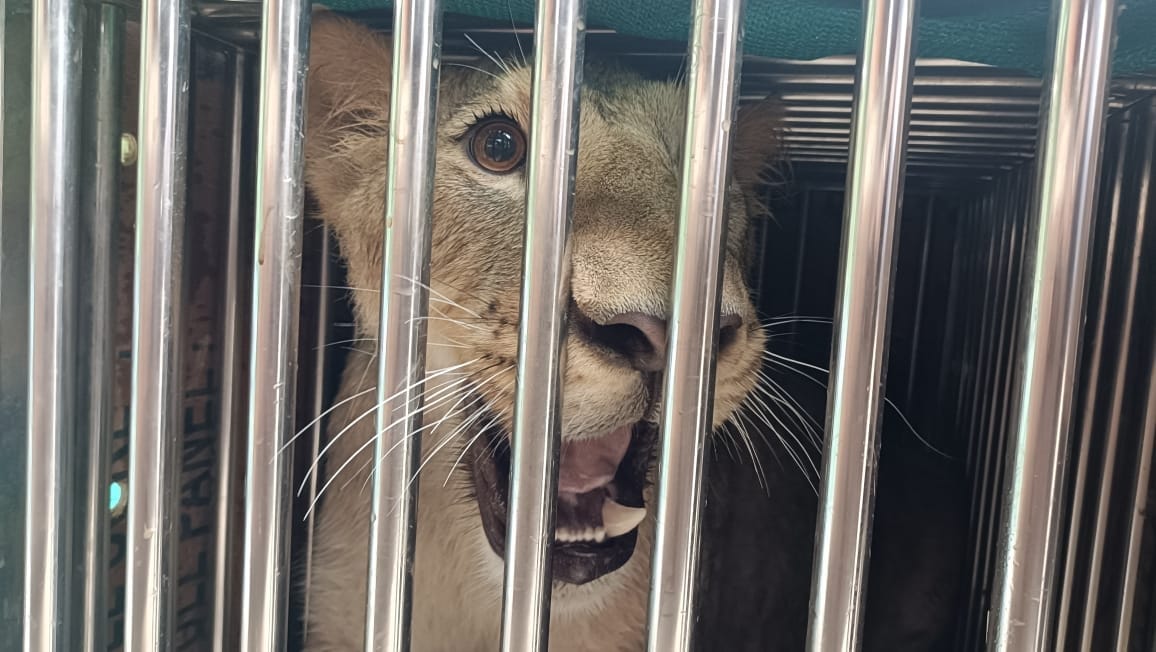 Three new cubs arrived in Tiliyar's mini zoo