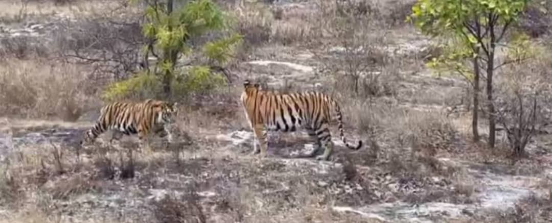 Tigress Kajri joined Shambhu, after the mating the new tiger family is expected to grow