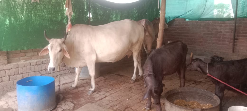 The scorching heat is devastating, milk production is being affected.