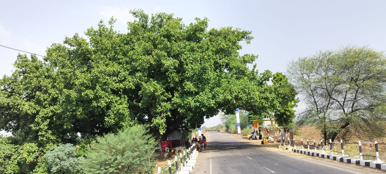 Twenty families are depend on 150-year-old banyan tree In Damoh