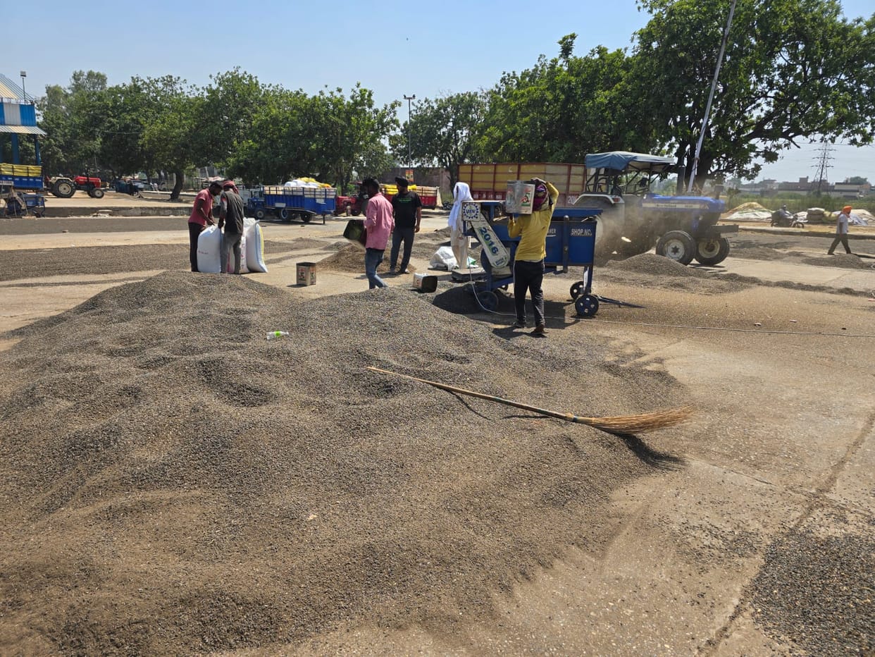 Six thousand 325 quintals of sunflower arrived in the grain market, HAFED purchased five thousand 402 quintals.