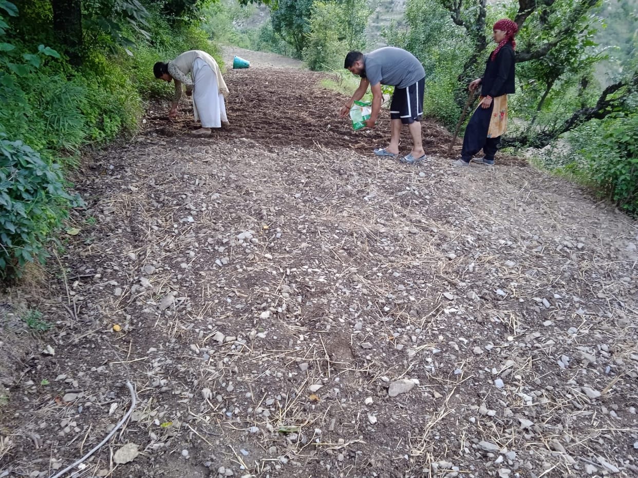 After rain in Balichowki, sowing of maize starts now