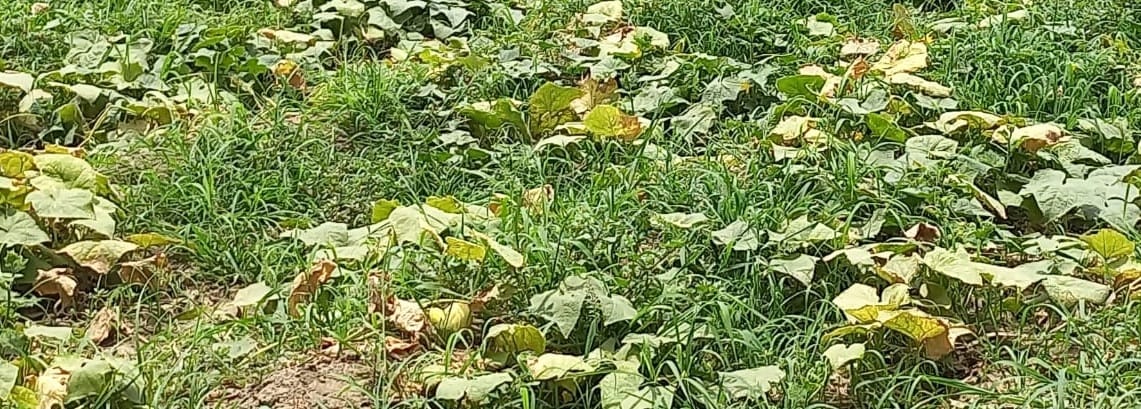 Severe heat and heatwave continue to wreak havoc, vegetable crops affected