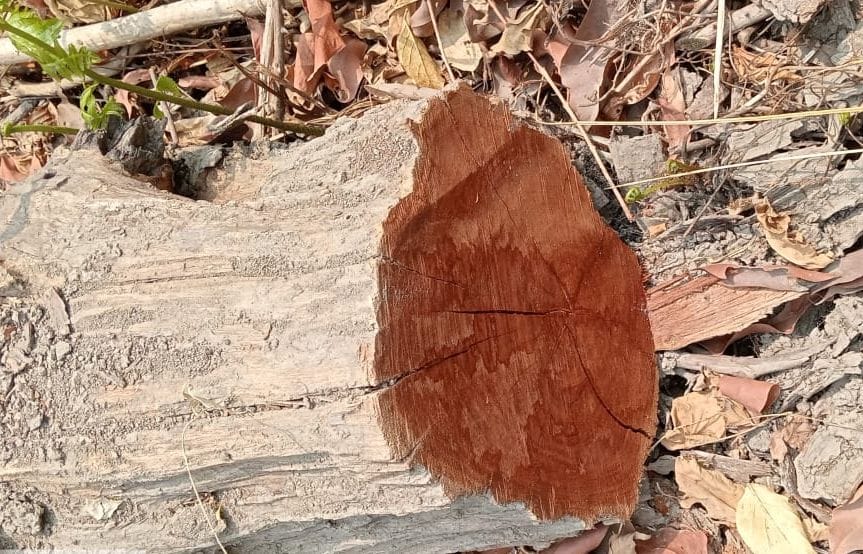 Smugglers cut precious trees from Bhatbhoj beat of Tanda range