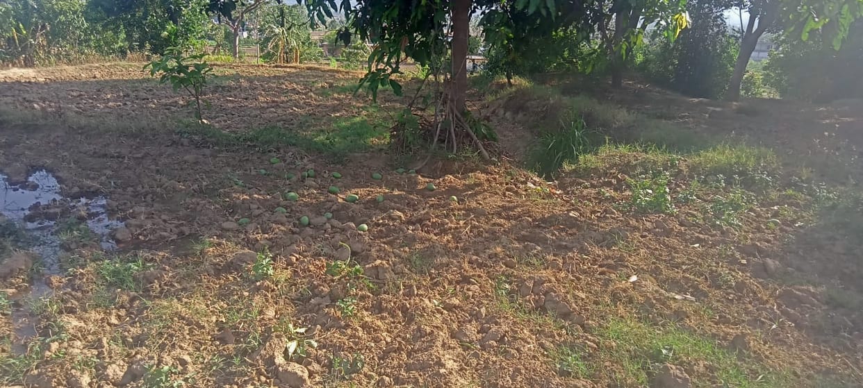 Storm, rain, damage to mango crop in the district, Sirmaur
