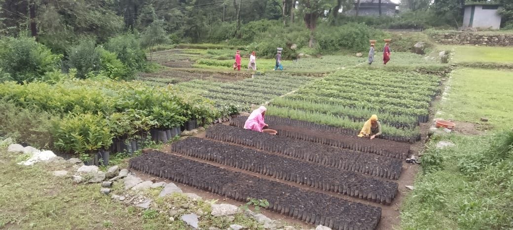 50 thousand saplings will be planted in Jogindernagar Forest Division