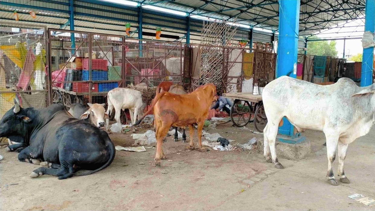 Traders troubled by problem of dirt and destitute cattle in vegetable market