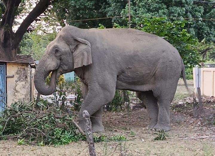 The elephant, fond of mangoes, targeted the trees