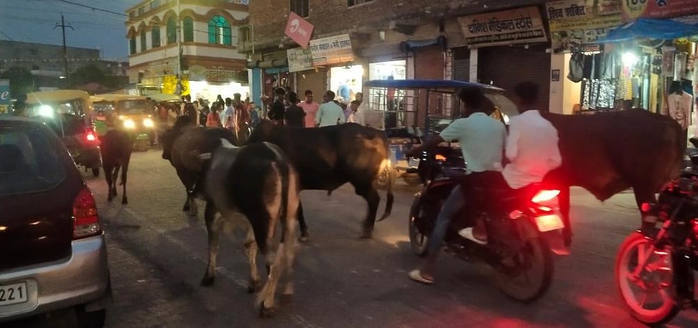 Stray animals roaming on the road, increased risk of accident