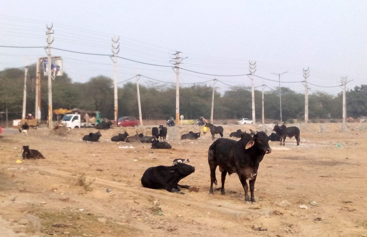 Cows will not be seen on the roads, tender issued to catch them