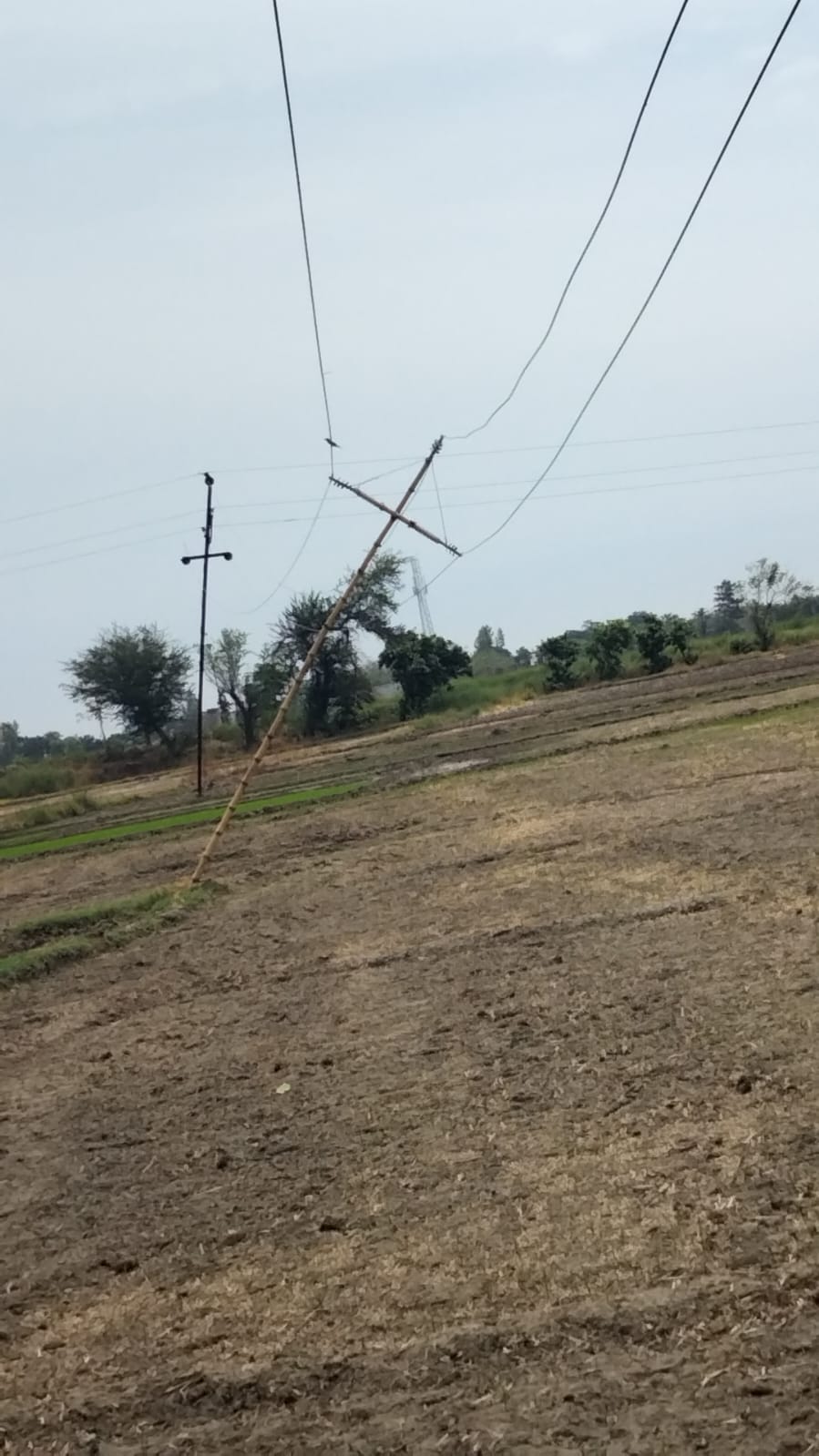 hightension line on bamboo pole
