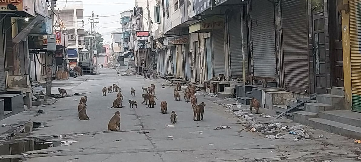 Terror did not reduce even after catching 800 monkeys