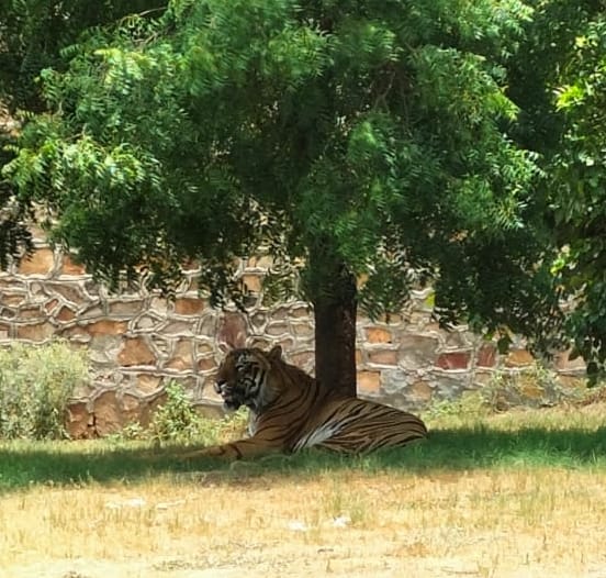 The mercury dropped by 3 degrees and reached 42, tigers and lions came out of the den.